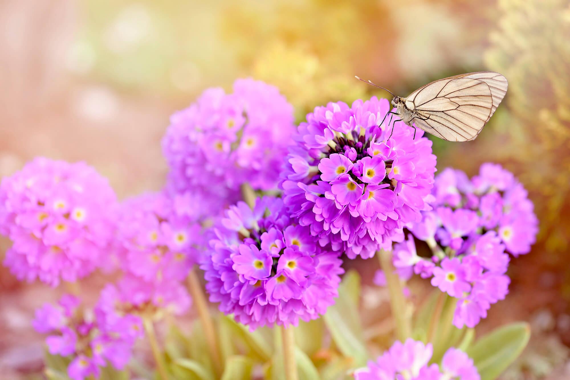 Blumen und Schmetterling