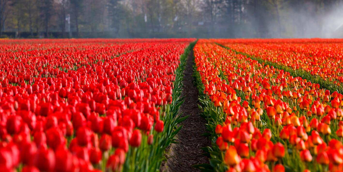 Tulip-gble