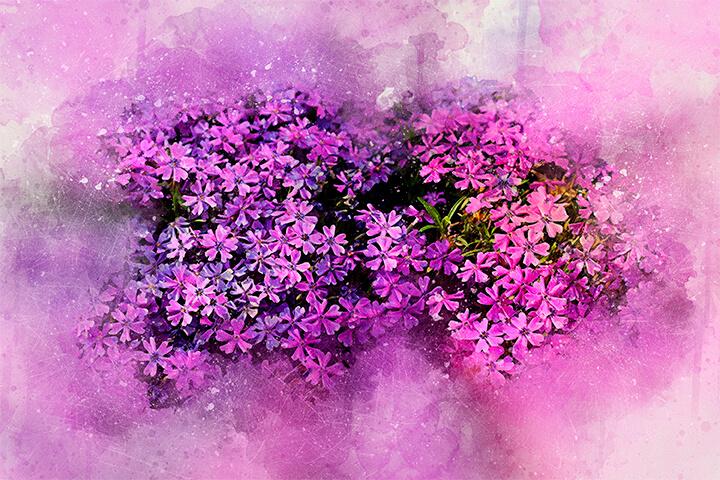 Aquarell-Phlox