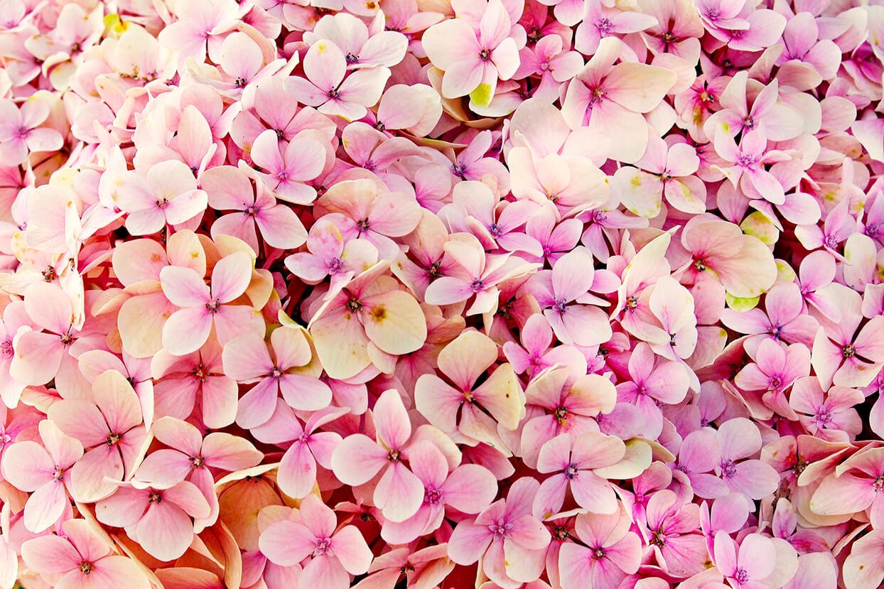 Rosa Hortensie