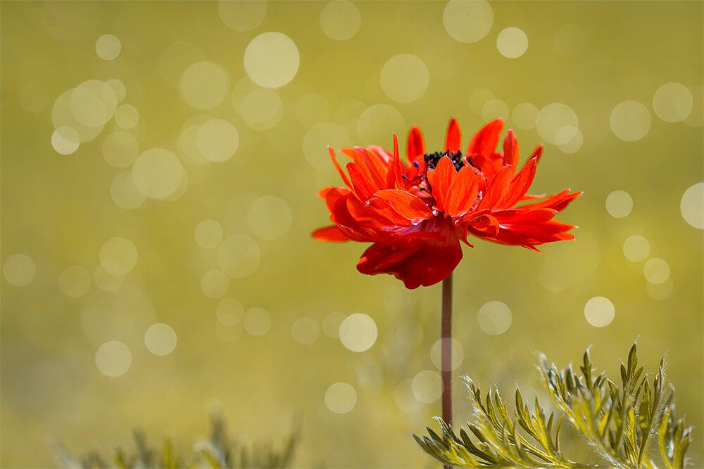 Rote anemone
