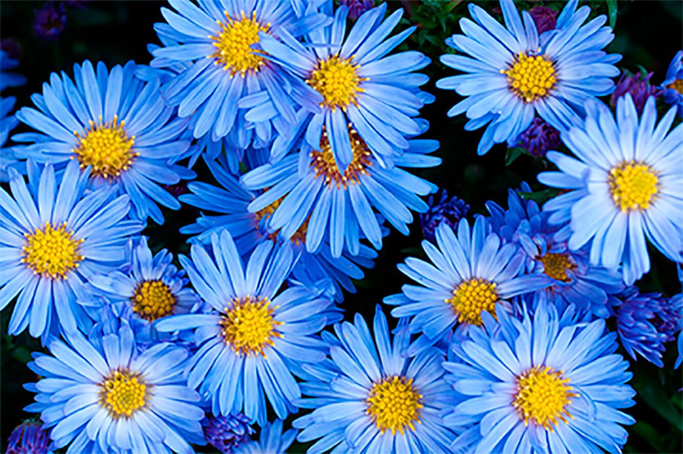 Blaue Astern