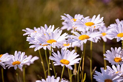 Camomile ƒe agble