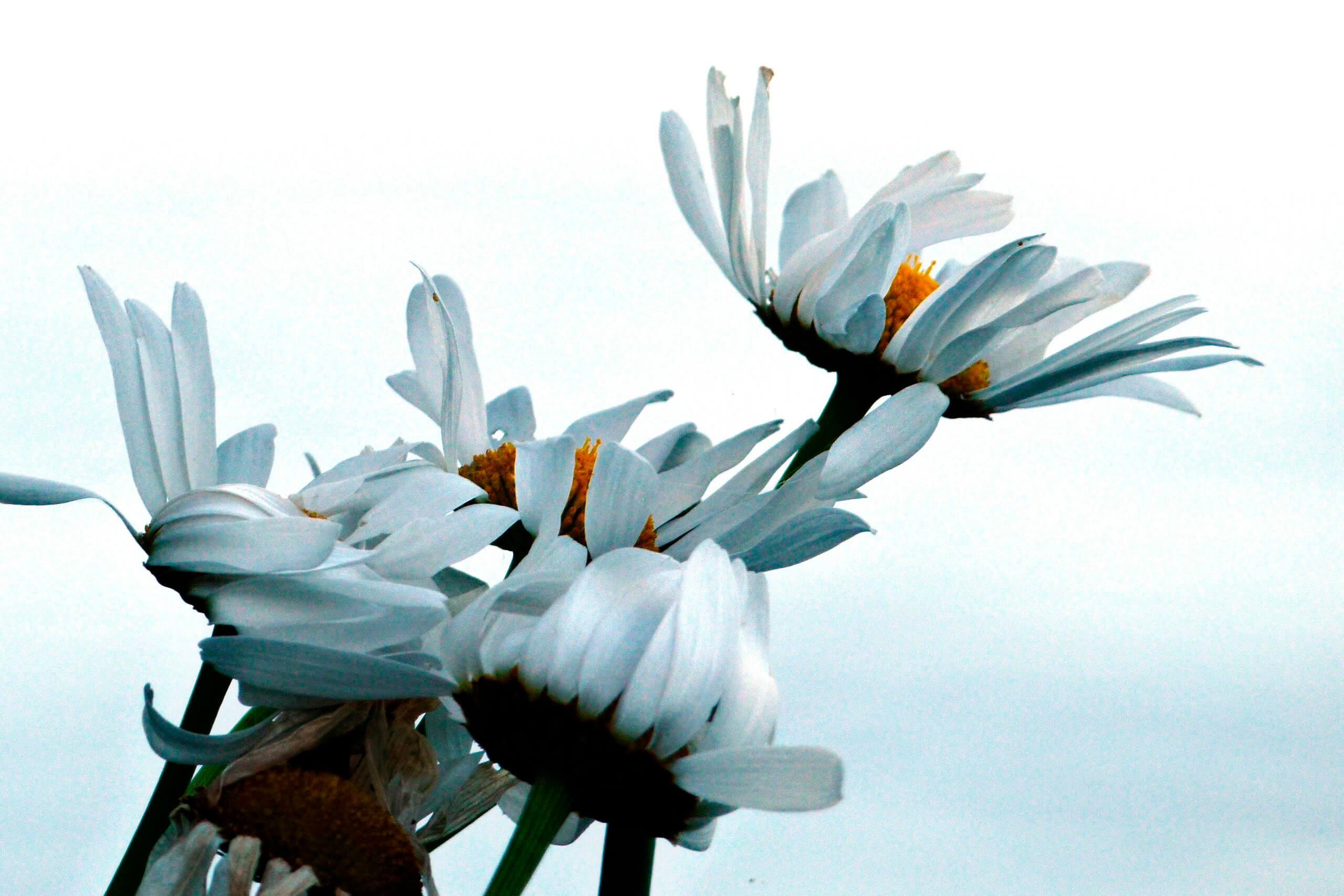 Gänseblümchen