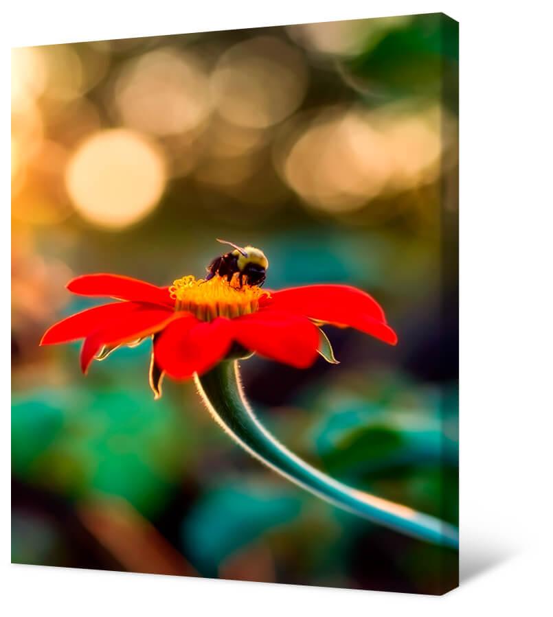 Hummel auf einer roten Blume