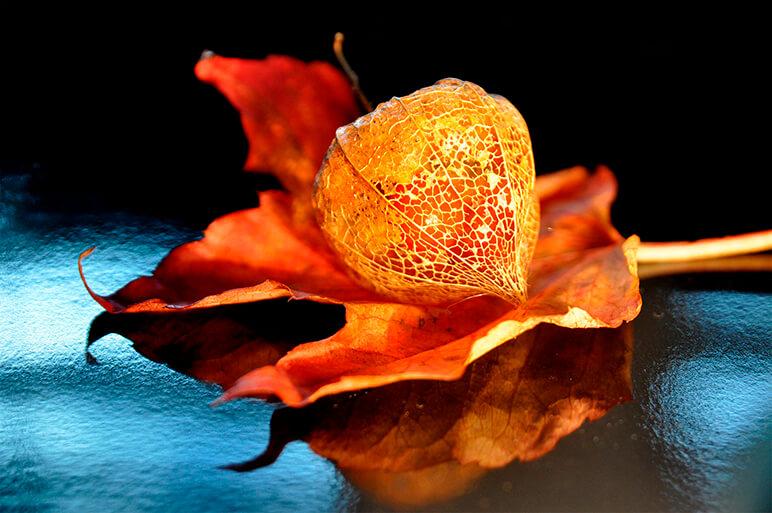 Herbst