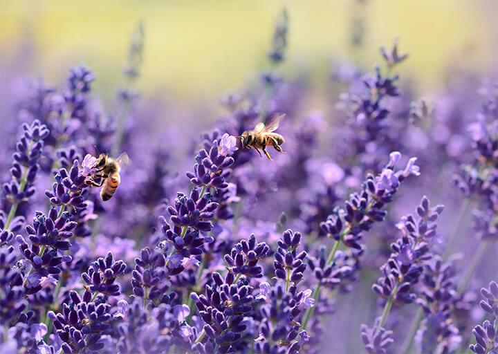 Lavender and bees