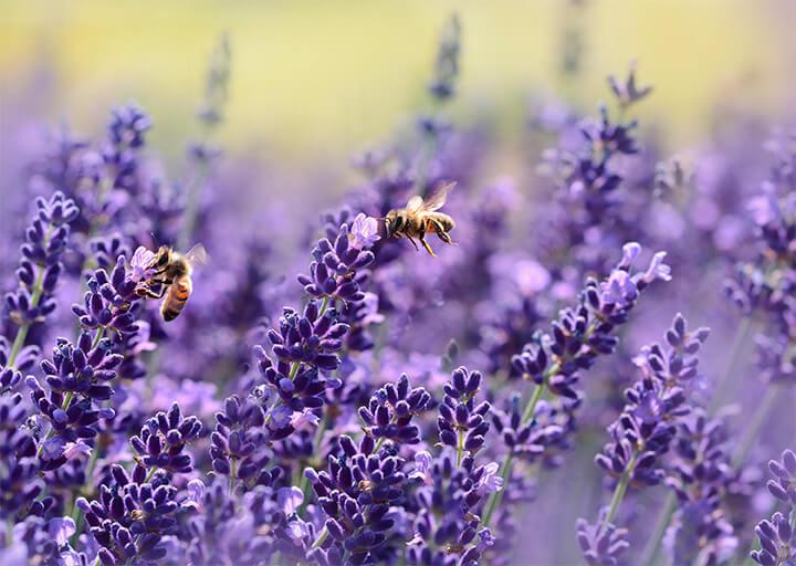 Lavender kple anyiwo