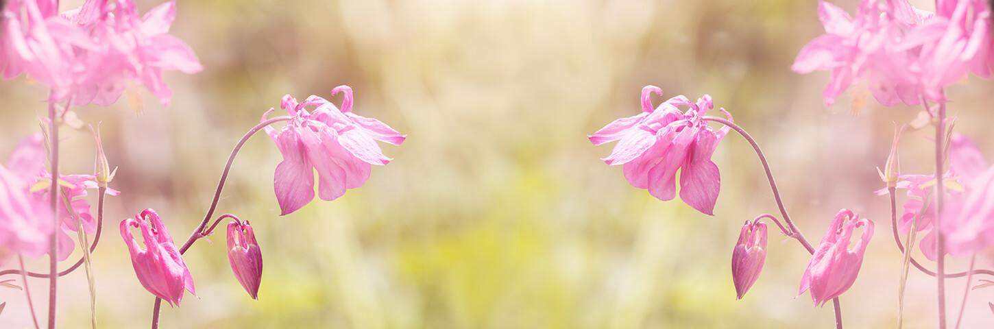Rožinė aquilegia
