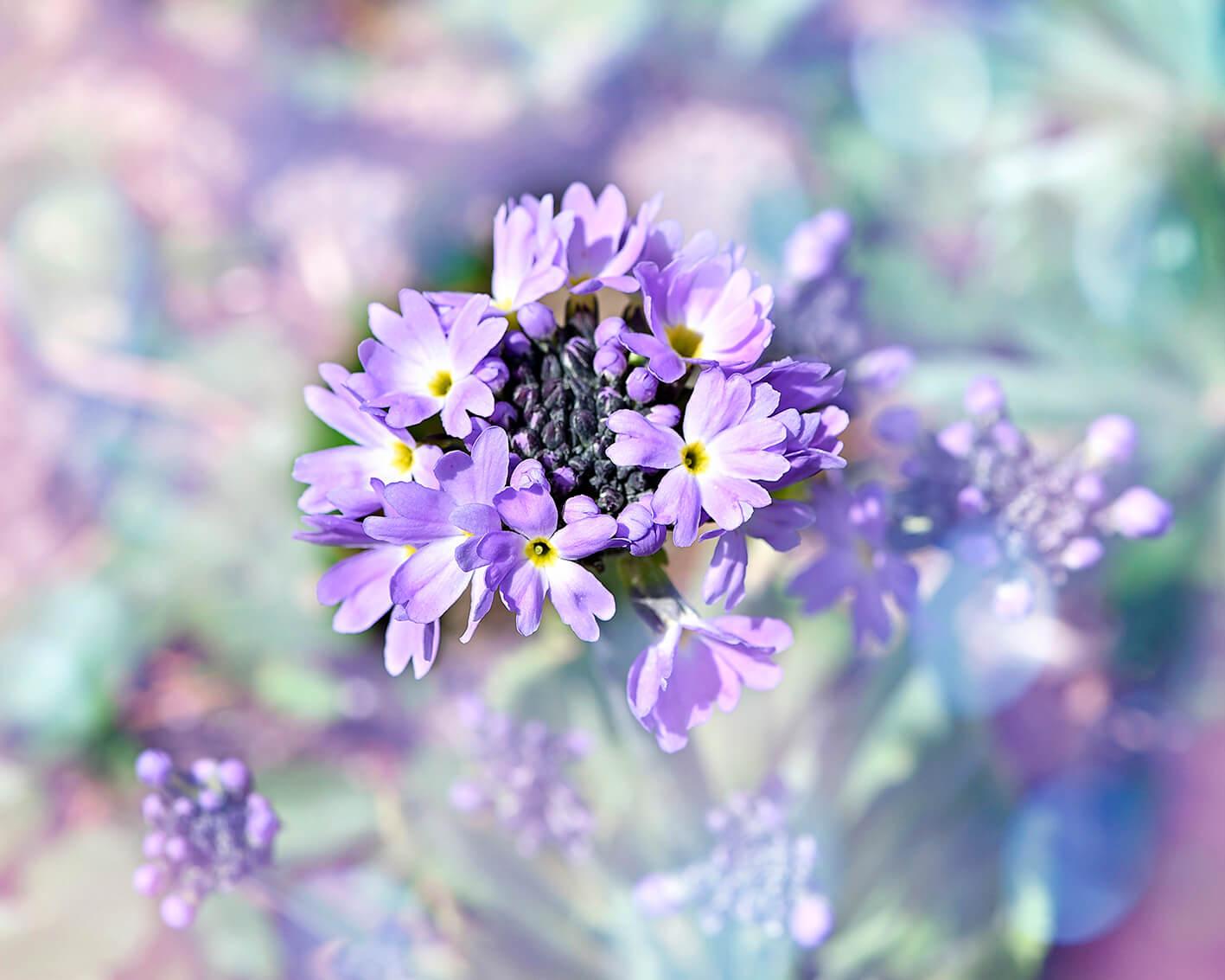 Pale lilac flowers