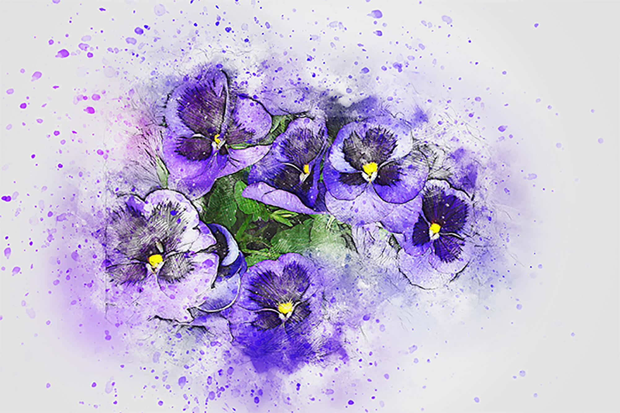 Violetinės žibuoklės