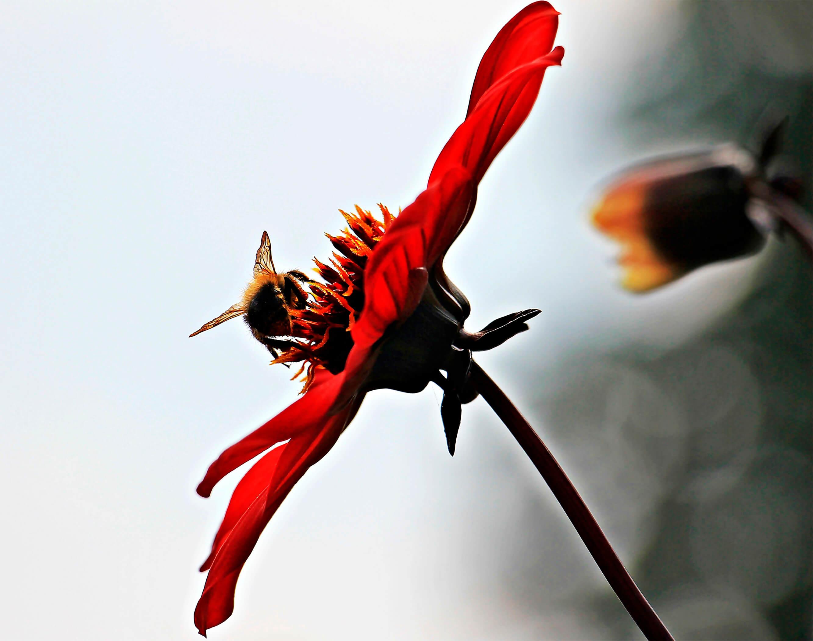 Biene auf einer Blume