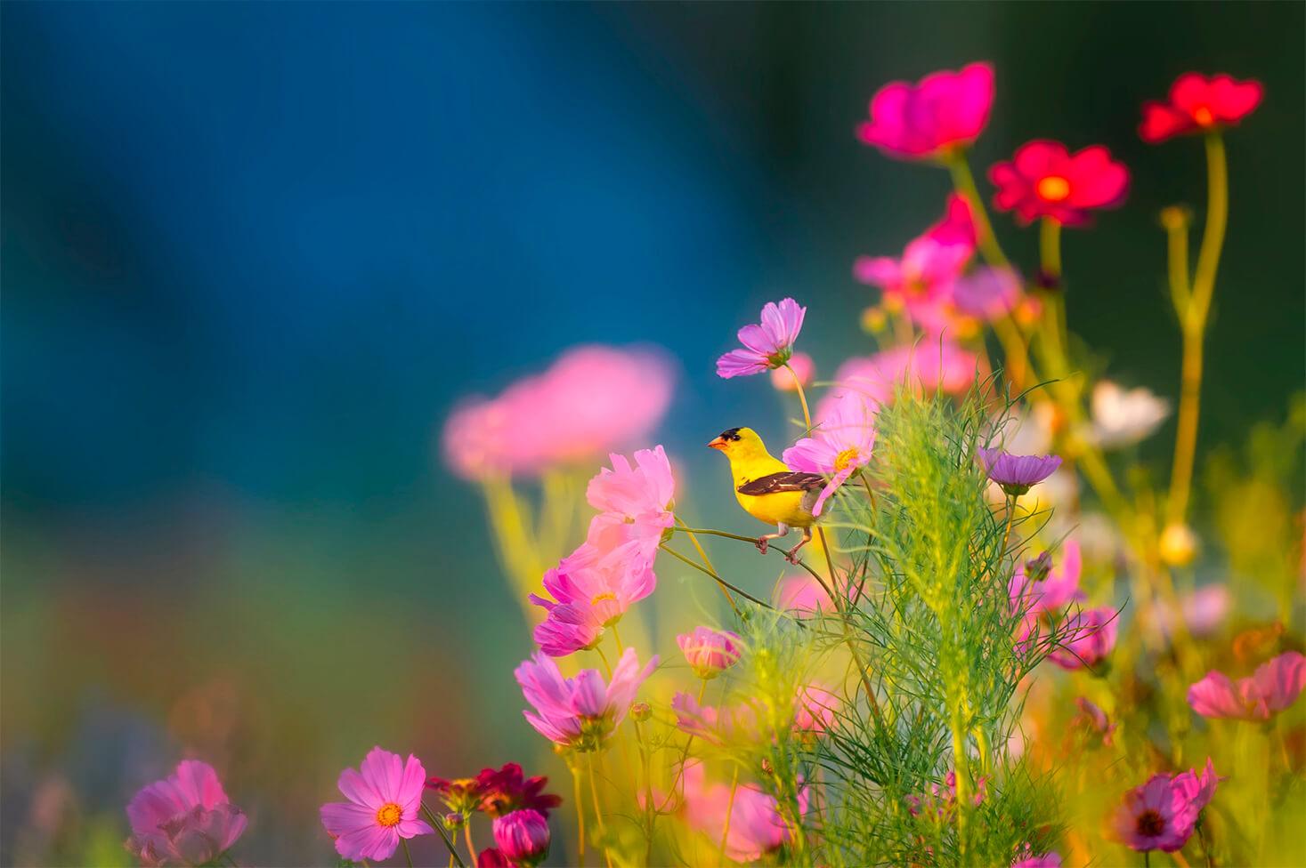 Blumen und ein Vogel