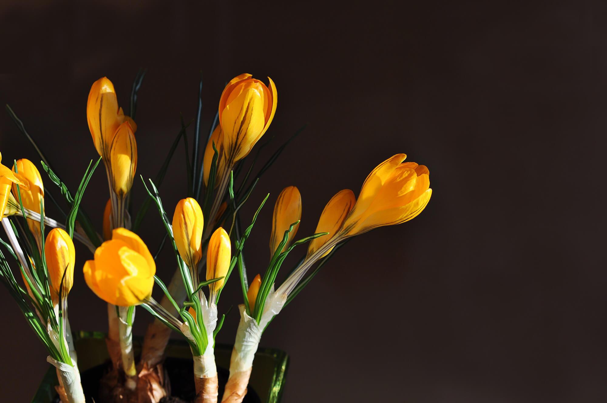 Gelbe Krokusse