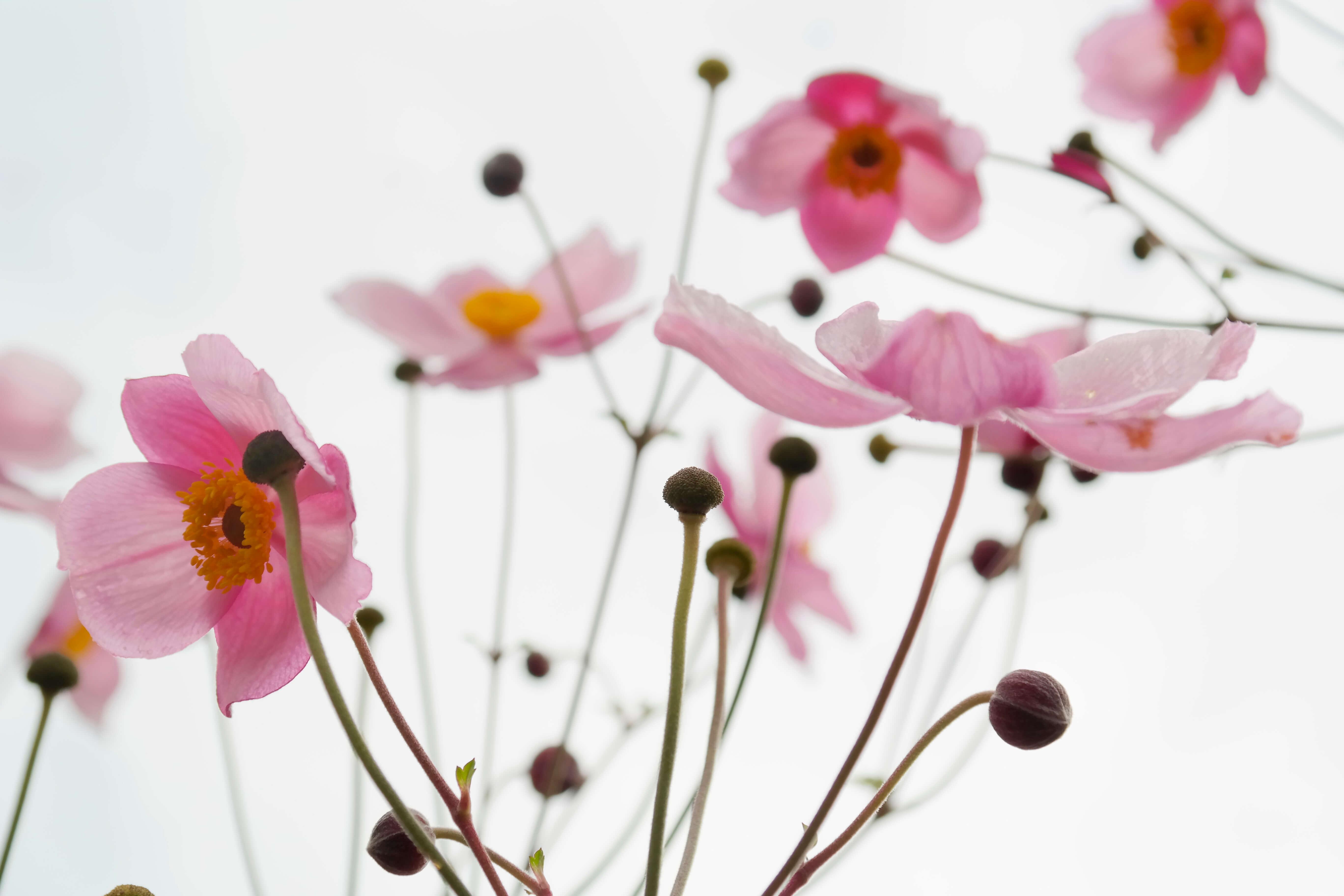 Blüten und Knospen