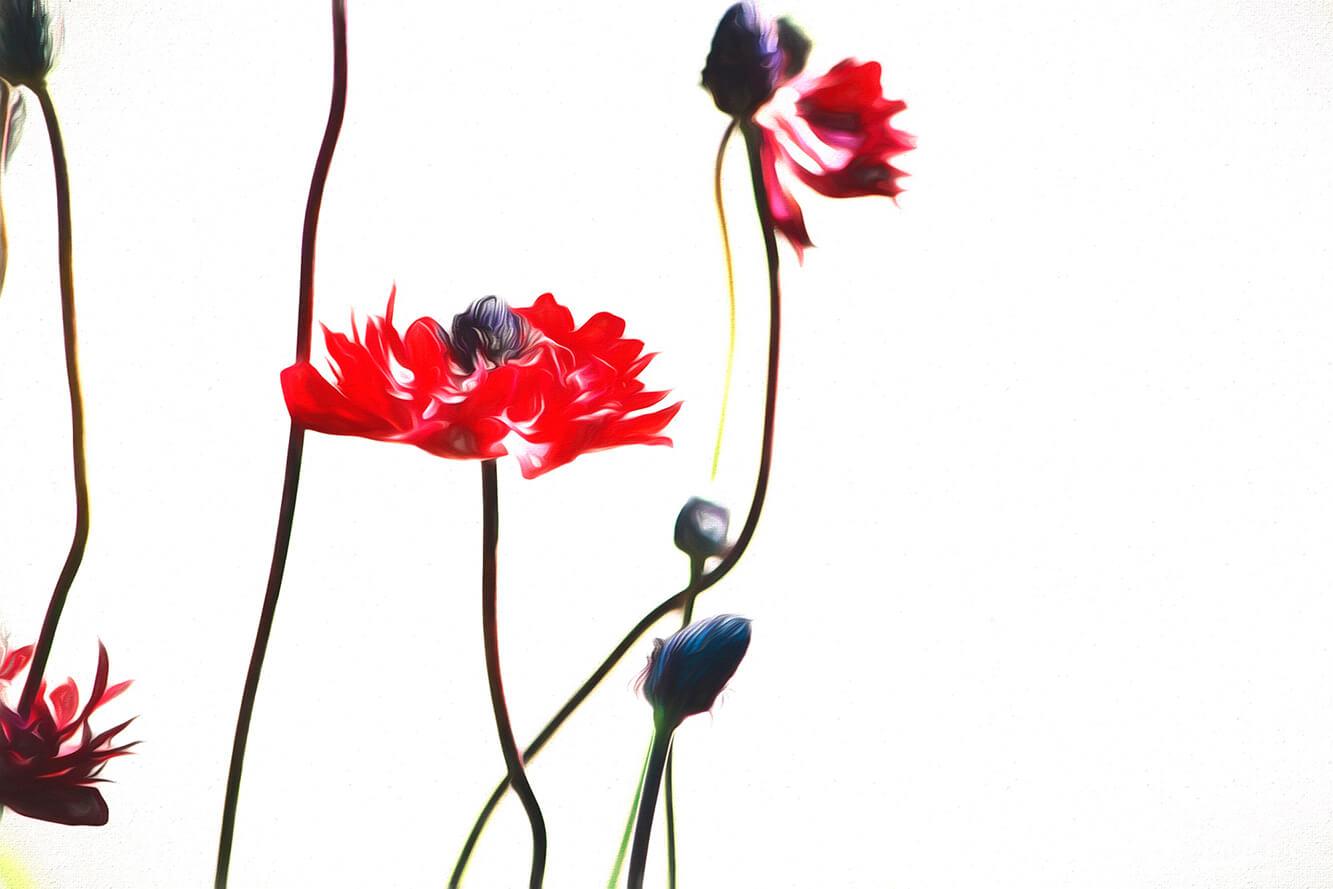 Contrasting poppies