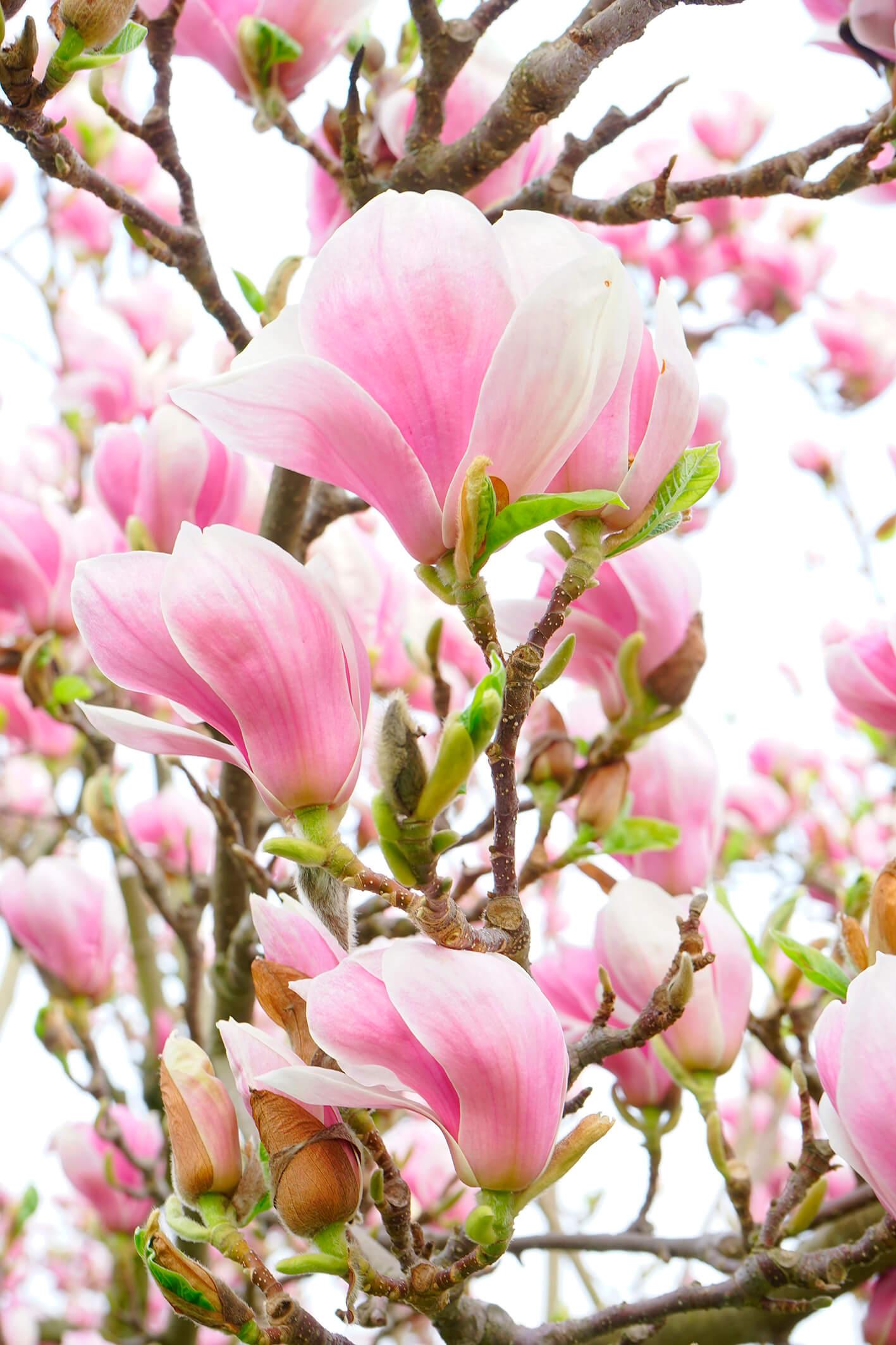 Magnolienbaum