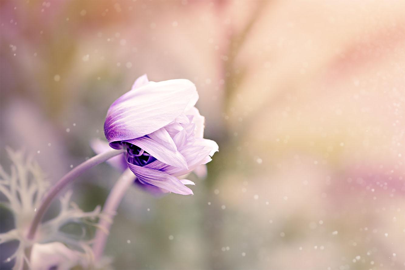 Anemone si ƒe amadede nye lilac