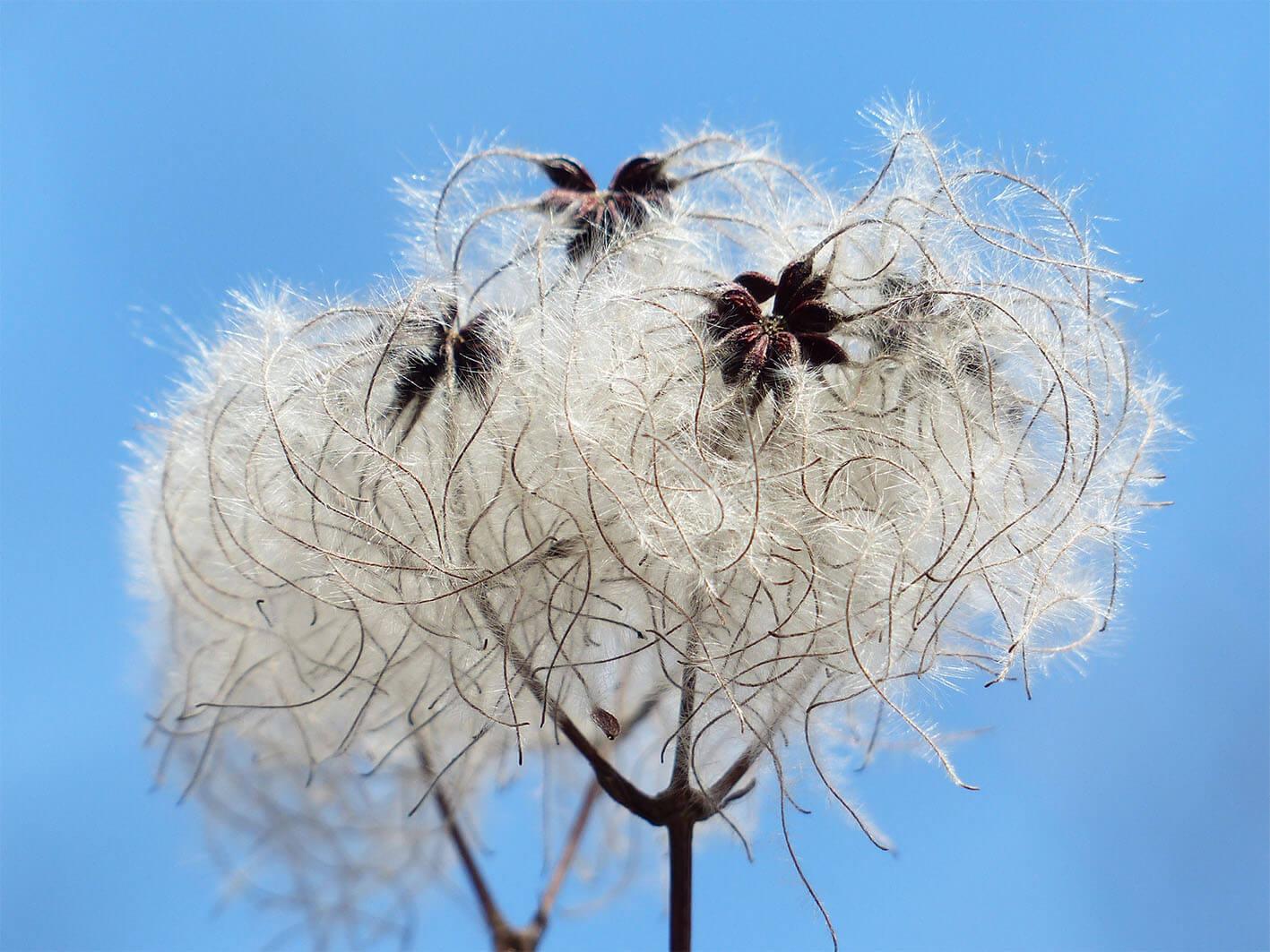 Fluff (fu) si woyɔna be fluff