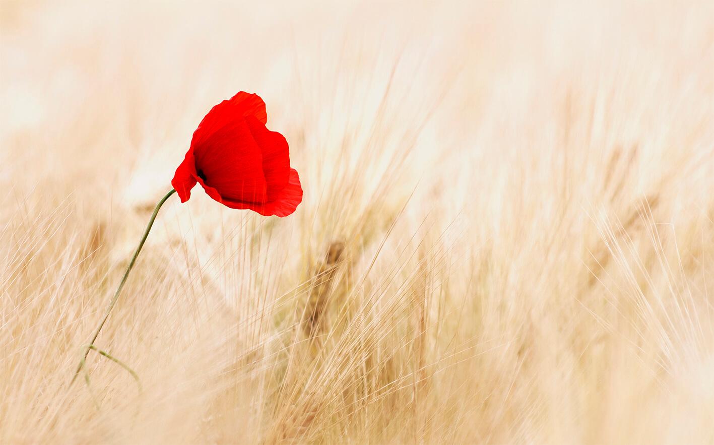 Mohn im Weizenfeld