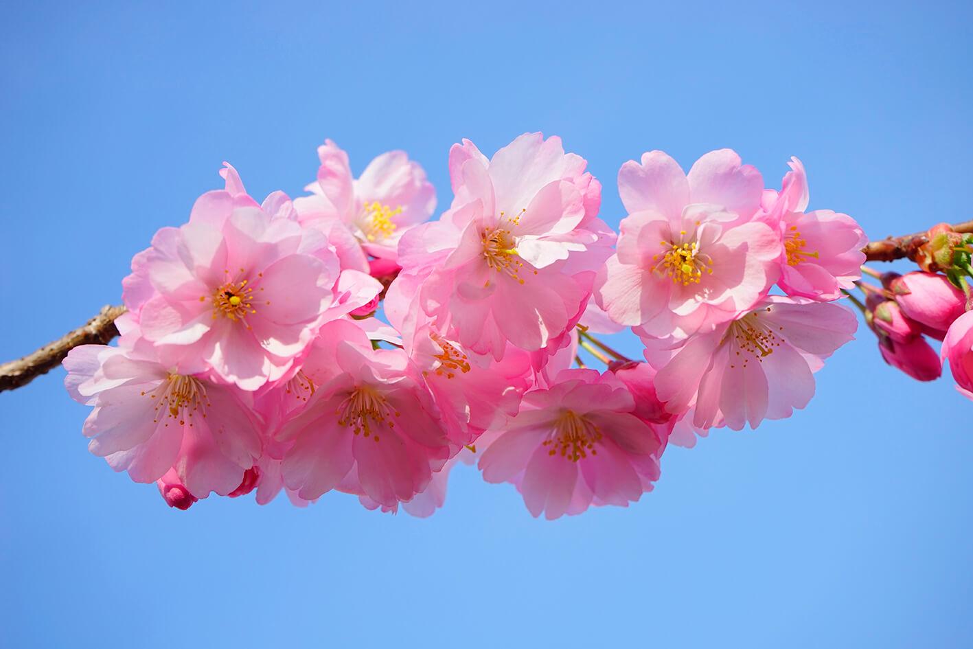 Rosa Sakura-Zweig