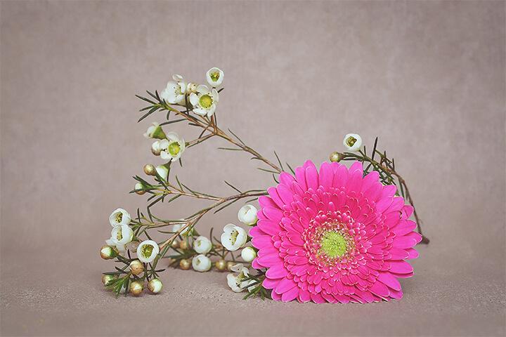 Rosa Gerbera