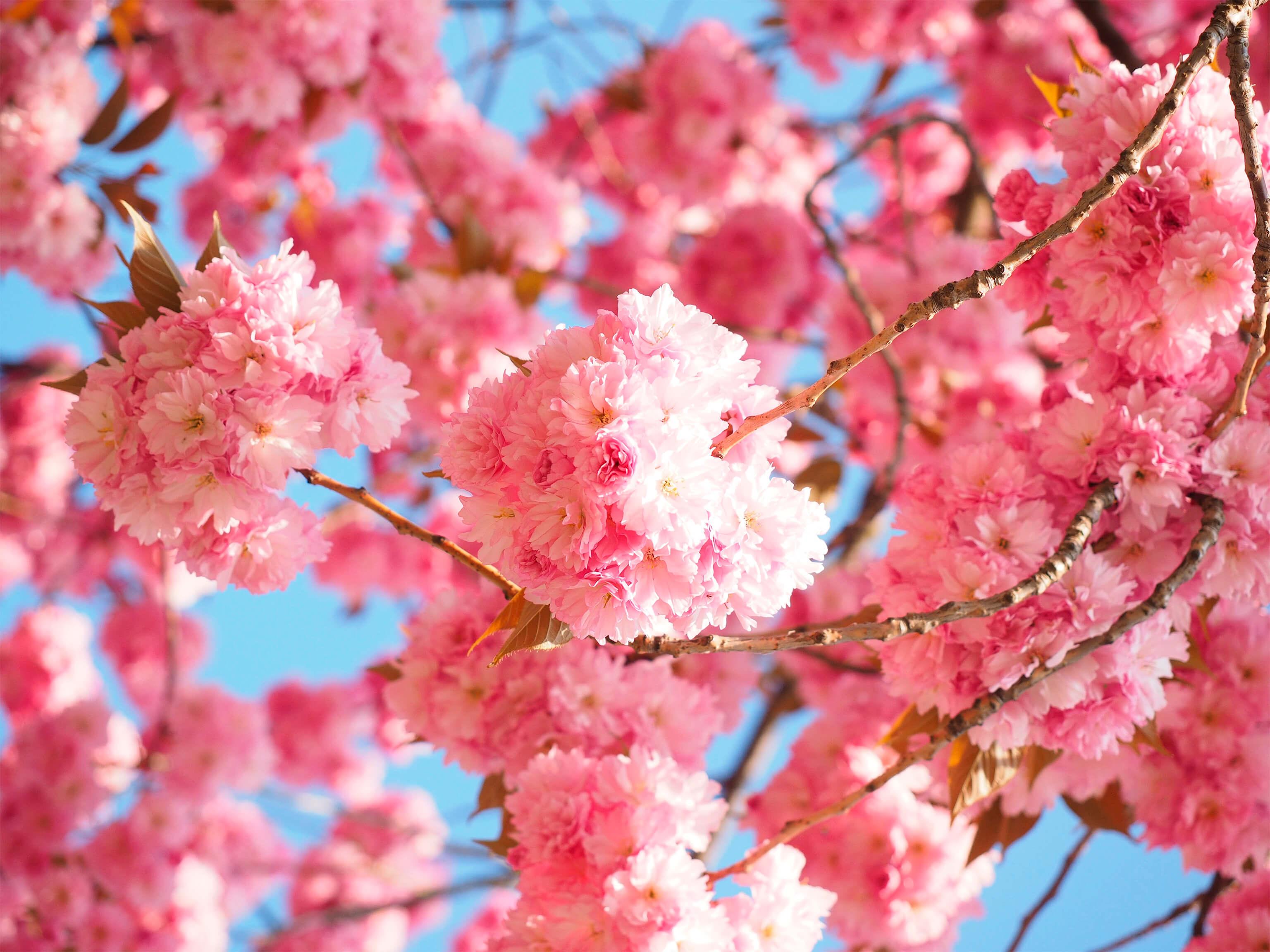 Sakura-Zweig