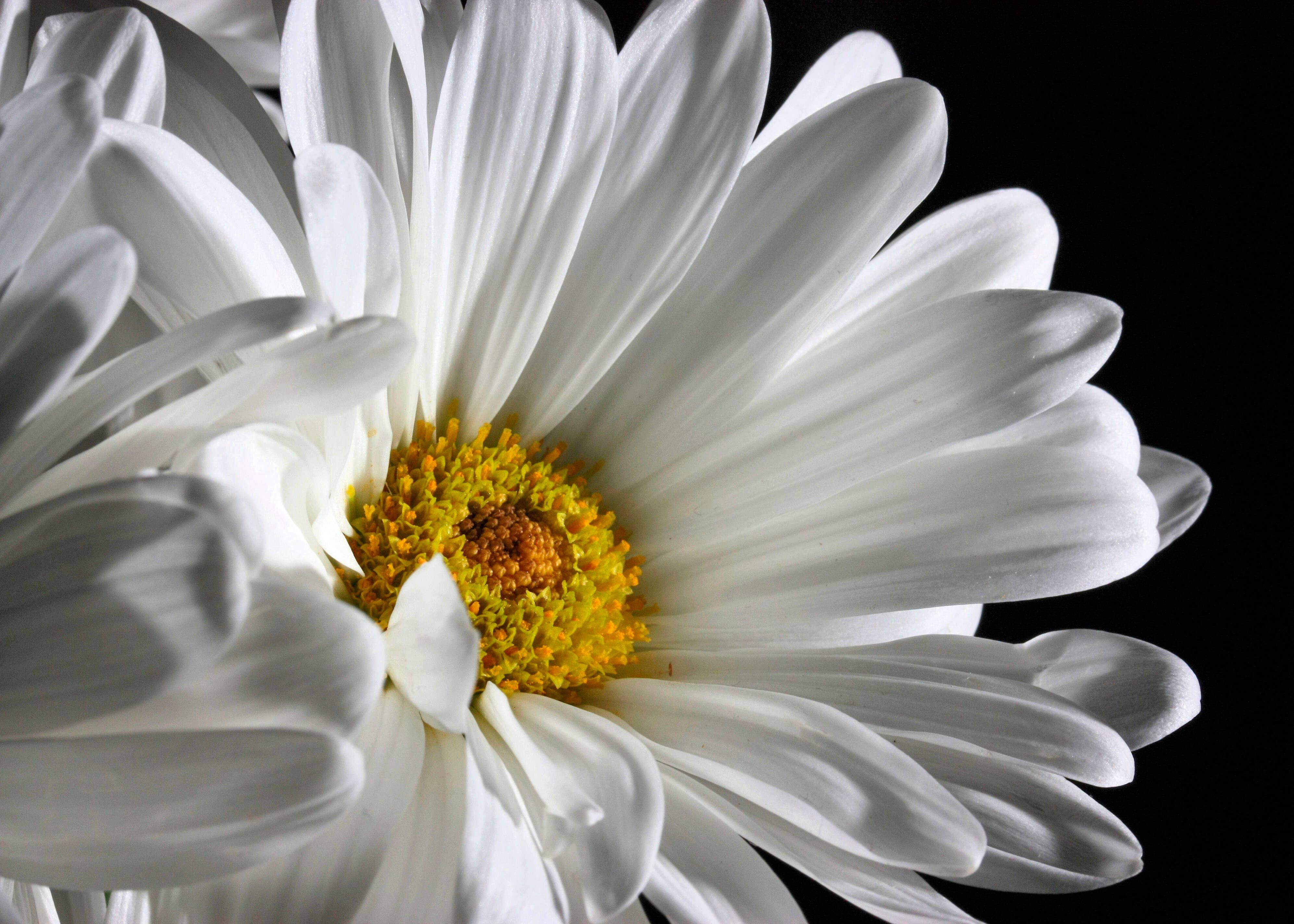 Chamomile macro photography